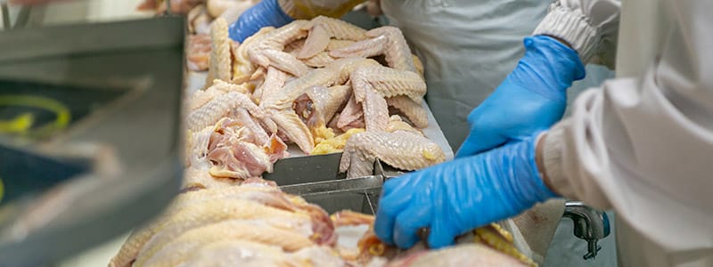 a chicken1