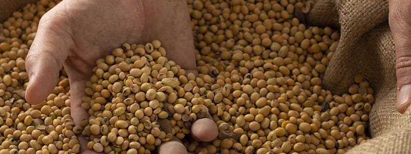 soybean1