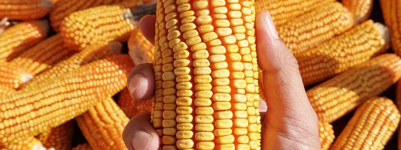 yellowp corn1
